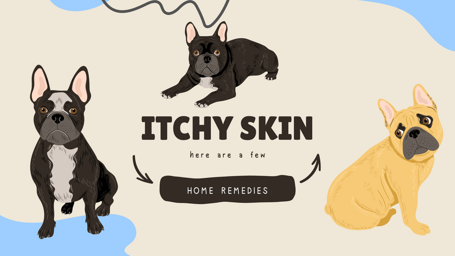 Home Remedies for Itchy Skin in Dogs