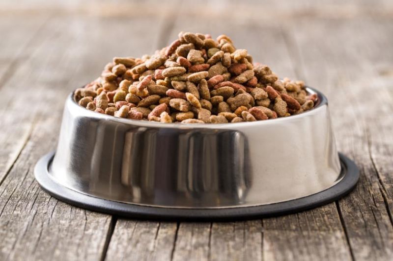 Why You Should Avoid Kibble